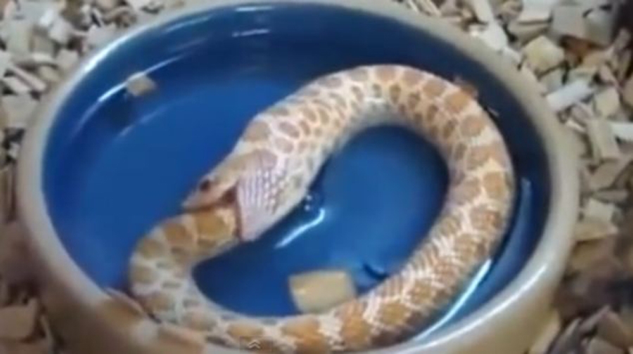 Απίστευτο: Φίδι μπερδεύτηκε και τρώει την ουρά του (Βίντεο)