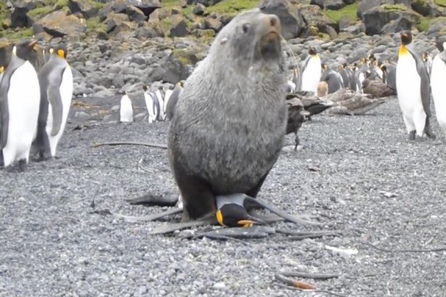 Σοκ: Φώκια βιάζει πιγκουίνο! (Βίντεο)