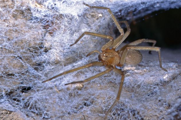 PAY-Chilean-recluse-spider.jpg