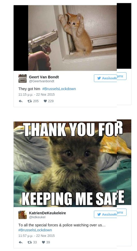 cat1.jpg