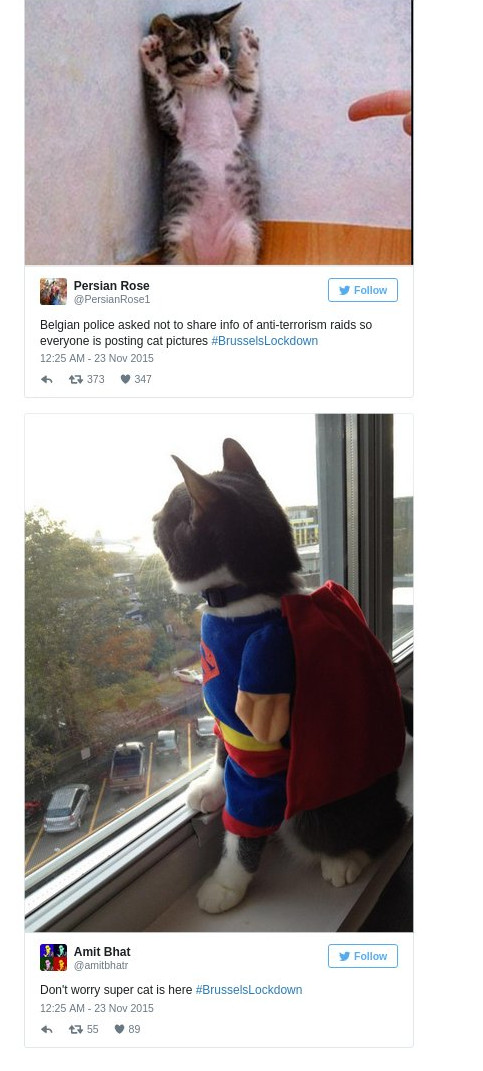 cat2.jpg