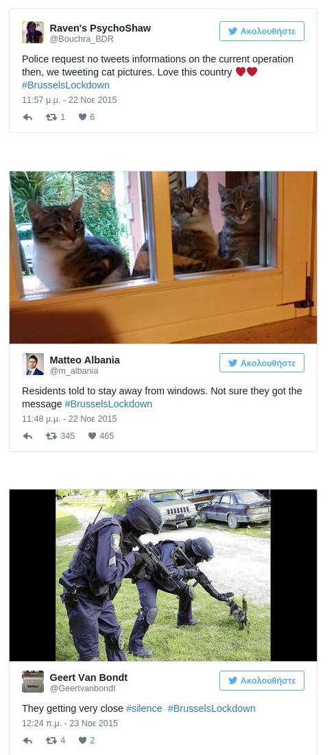 cat4.jpg