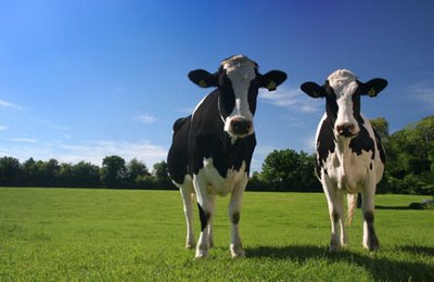 cow.jpg