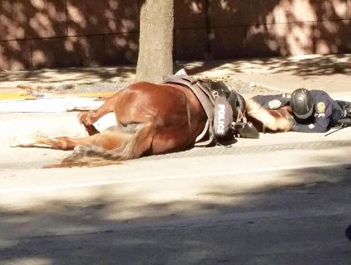 horse1.jpg