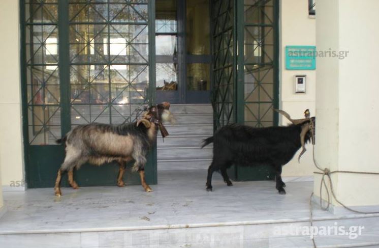 Κτηνοτρόφοι Χίος