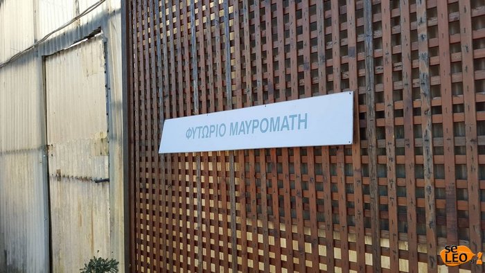 Κρυσφήγετο
