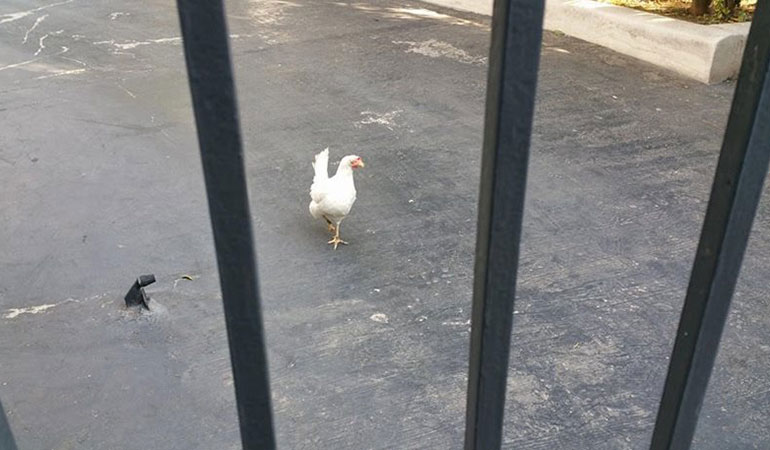 Κότα