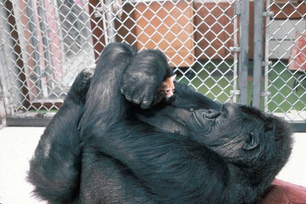 koko2