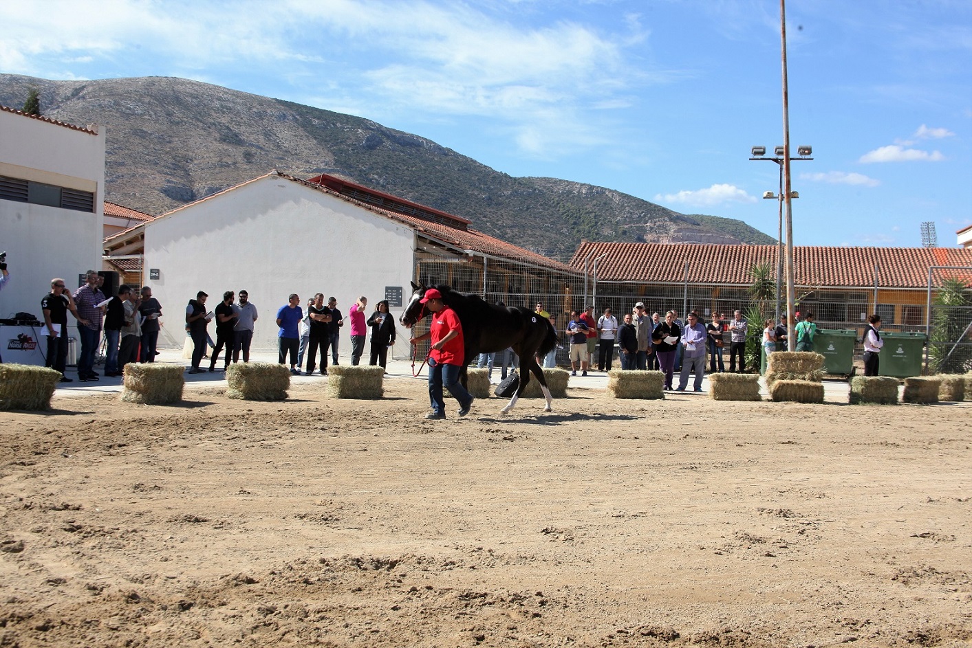 Την Πέμπτη η μεγάλη δημοπρασία 23  καθαρόαιμων ίππων από την Ιπποδρομίες Α.Ε., του ΟΠΑΠ (Εικόνες)