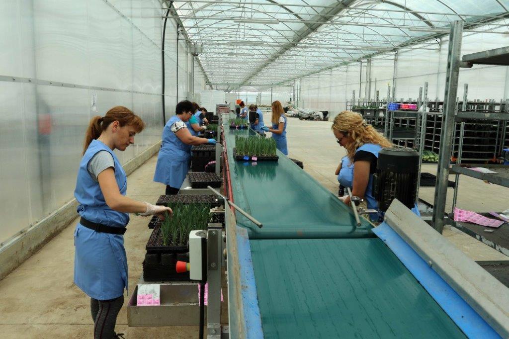 Το παραγόμενο προϊόν, υψηλού ποιοτικού επιπέδου λουλούδια όπως αλεξανδρινά, πετούνιες, γαρύφαλλα, εξάγεται στη συντριπτική του πλειονότητα στο εξωτερικό και, μάλιστα, σε χώρες όπως η Ιταλία, η Γερμανία και η Ολλανδία.