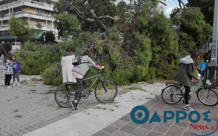 Καλαμάτα: Ξεριζώθηκε υπεραιωνόβιο πεύκο – Από τύχη δεν υπήρξαν θύματα 