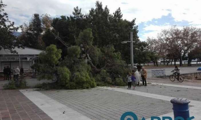 Καλαμάτα: Ξεριζώθηκε υπεραιωνόβιο πεύκο – Από τύχη δεν υπήρξαν θύματα 
