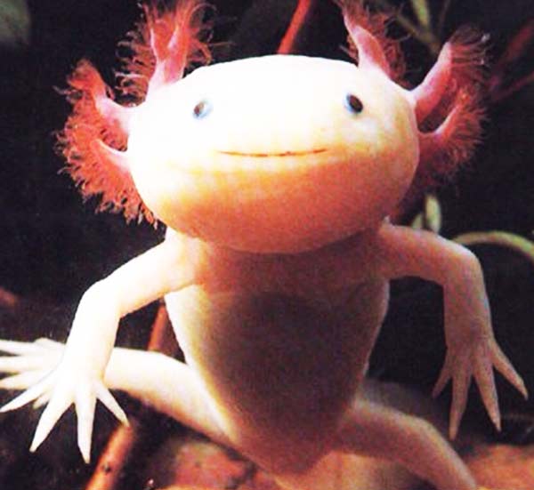 To σπάνιο ψαρι Axolotls