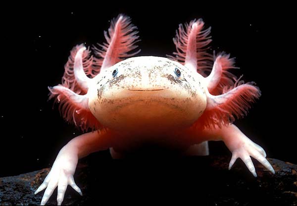 To σπάνιο ψαρι Axolotls
