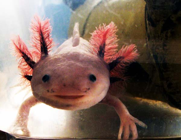 To σπάνιο ψαρι Axolotls