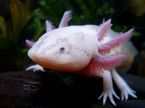 To σπάνιο ψαρι Axolotls