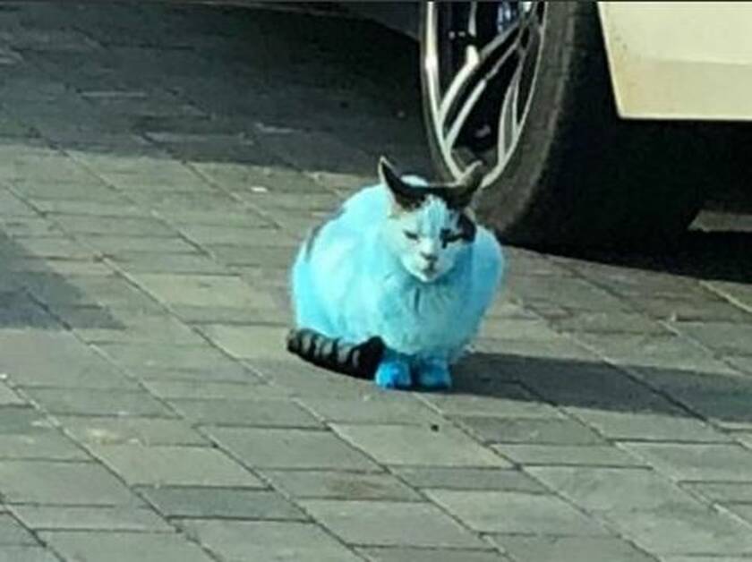 Vhhb
