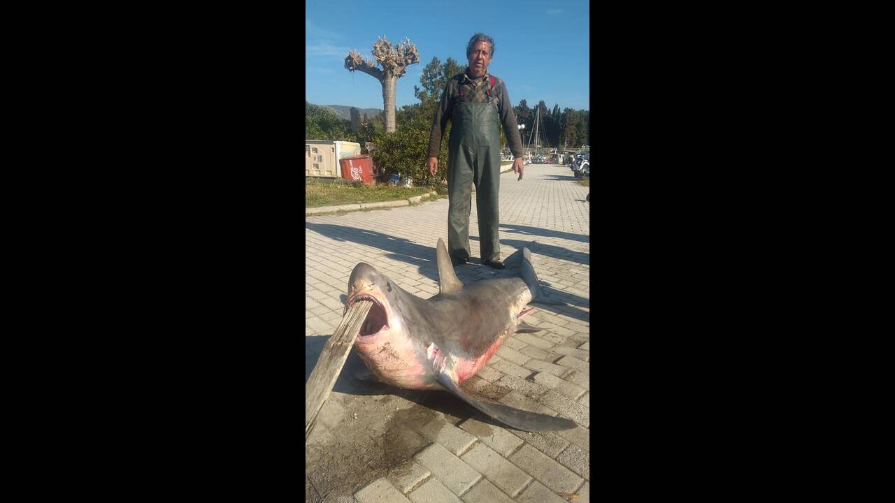 xczcz