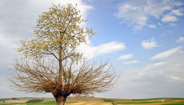  δέντρο φύτρωσε πάνω σε ένα άλλο 