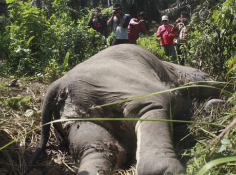 elephantindonesia Φρικιαστικό περιστατικό λαθροθηρίας: Αποκεφάλισαν ελέφαντα και του ξερίζωσαν τους χαυλιόδοντες
