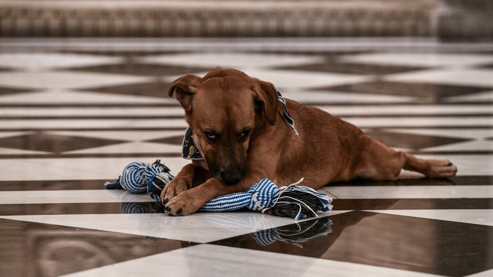 https://kontranews.gr/KOINONIA/Thrinos-gia-tin-podilatissa-Dimitra-Iordanidoy-Prin-apo-dyo-hronia-eihe-fygei-apo-ti-zoi-kai-o-aderfos-tis