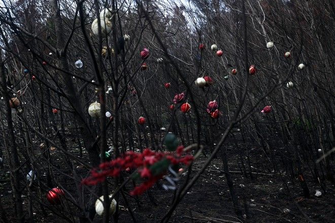 Οι κάτοικοι της Βαρυμπόμπης στόλισαν τα καμμένα δέντρα τους
