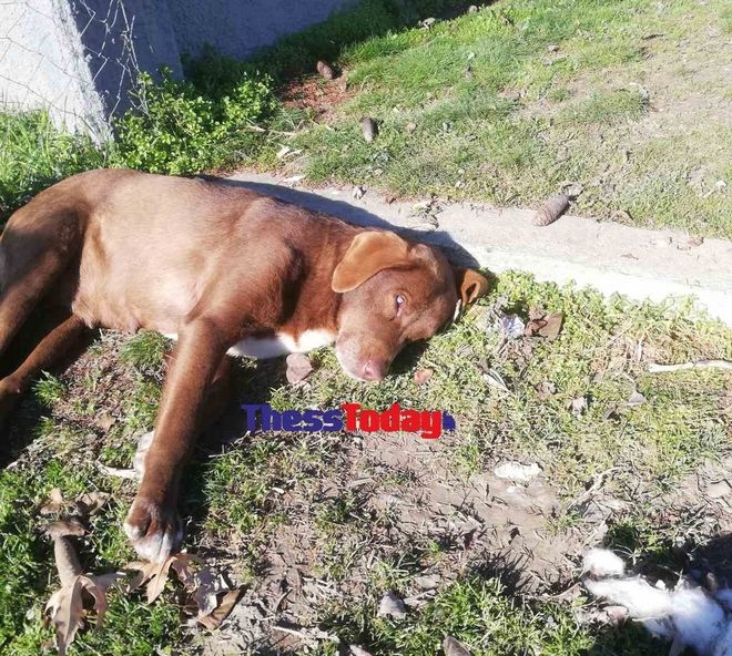 Νάουσα: Τυφλή σκυλίτσα έφυγε από χώρο φιλοξενίας και γύρισε στον άνθρωπο που τη βοήθησε