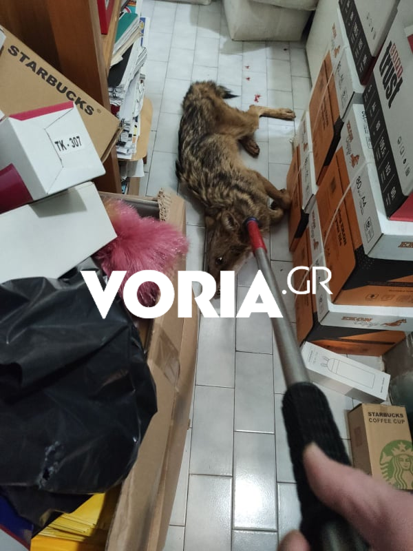 Θεσσαλονίκη: Τραυματισμένο λυκάκι βρήκε καταφύγιο σε βιβλιοπωλείο  