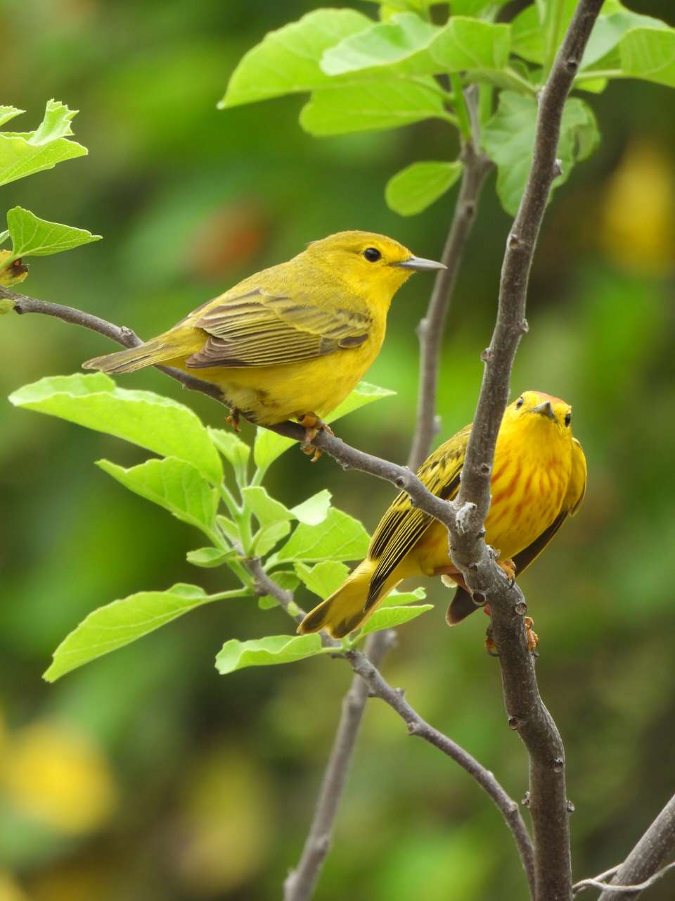 Female,+left,+and+male+Galapagos+Yellow+Warbler+-+picture+by+Caglar+Akcay,+Anglia+Ruskin+University